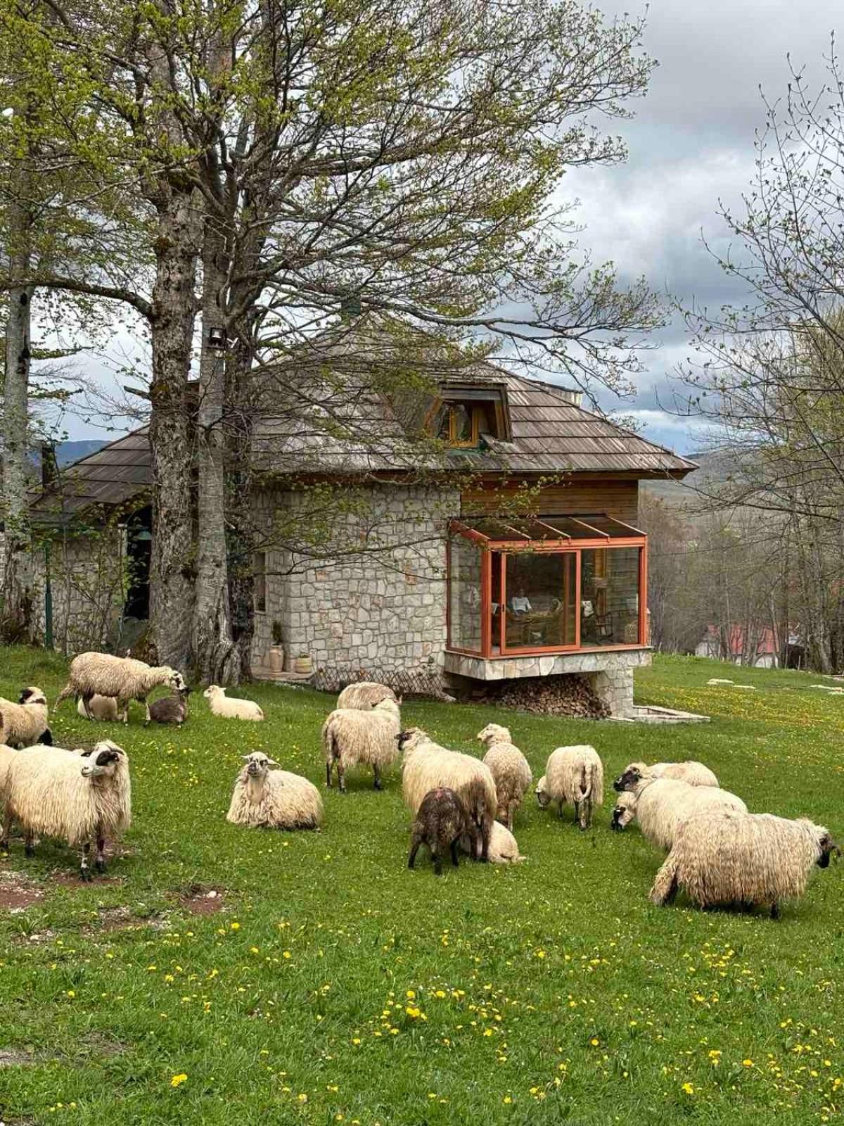 Green Forest Žabljak Eksteriør billede