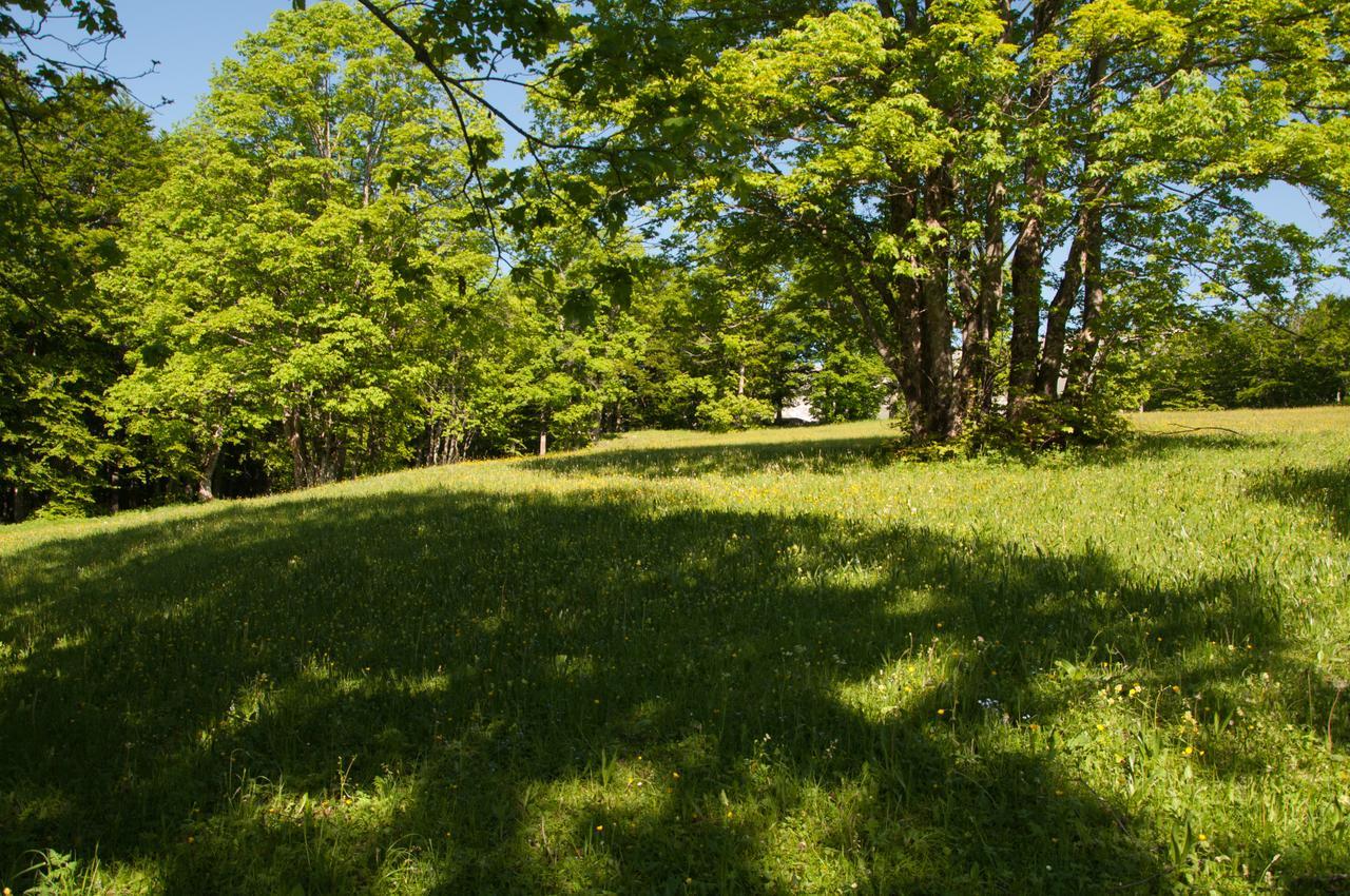 Green Forest Žabljak Eksteriør billede