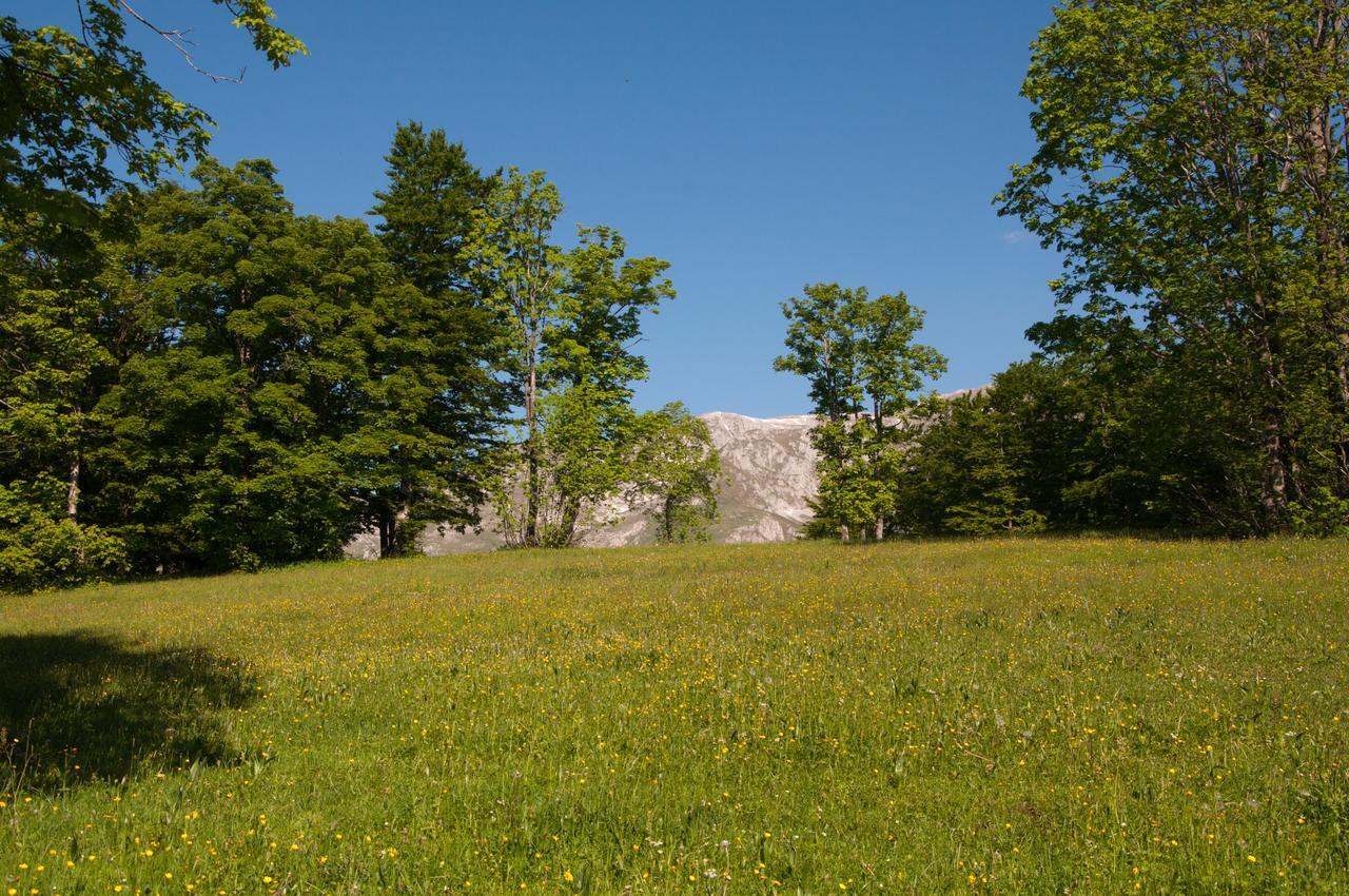 Green Forest Žabljak Eksteriør billede