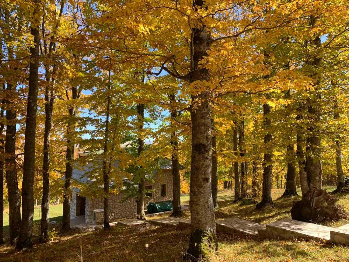 Green Forest Žabljak Eksteriør billede